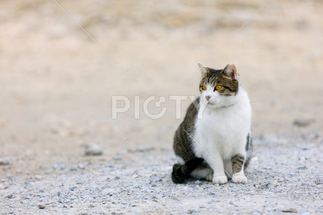 写真のタイトルが入ります