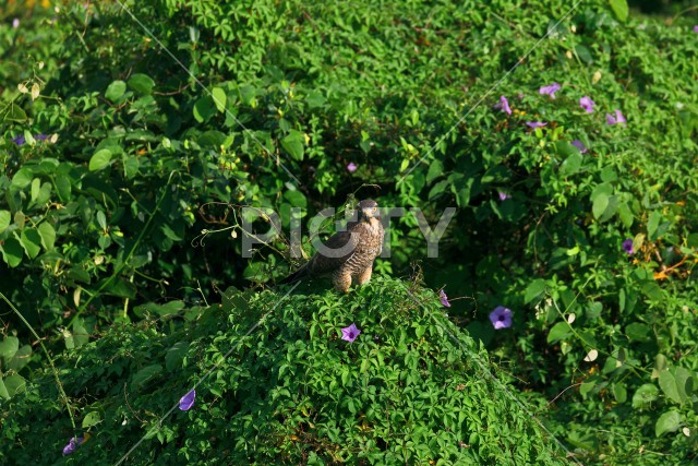 写真のタイトルが入ります
