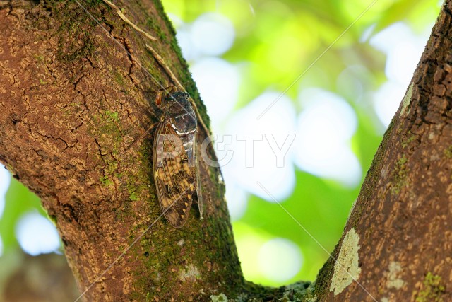 写真のタイトルが入ります