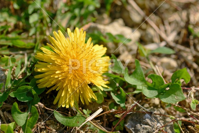 写真のタイトルが入ります