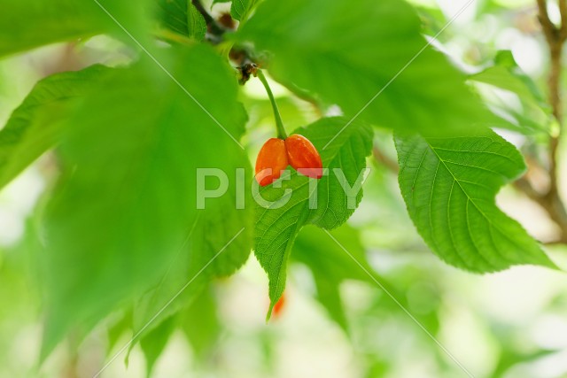 写真のタイトルが入ります