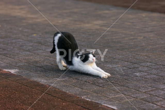 写真のタイトルが入ります