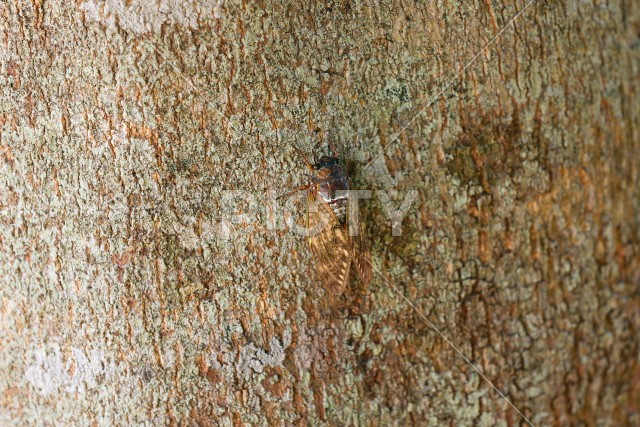 写真のタイトルが入ります