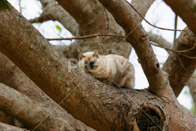 写真のタイトルが入ります