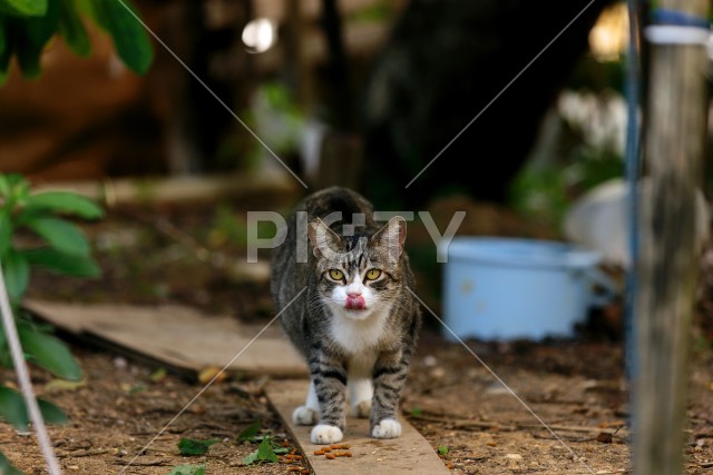 写真のタイトルが入ります