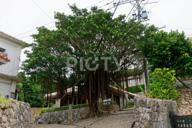 写真のタイトルが入ります