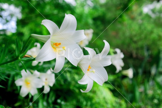 写真のタイトルが入ります