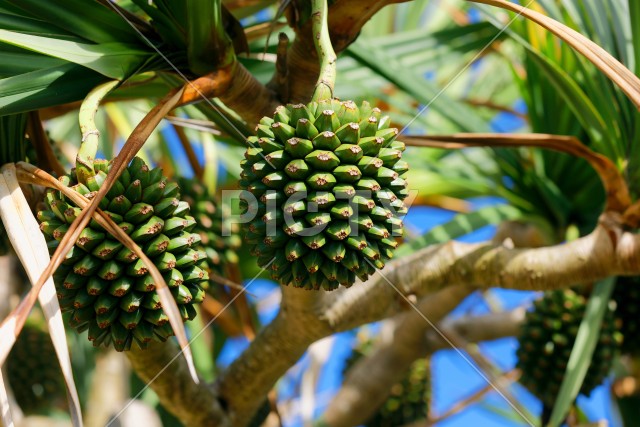 写真のタイトルが入ります