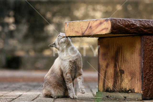 写真のタイトルが入ります