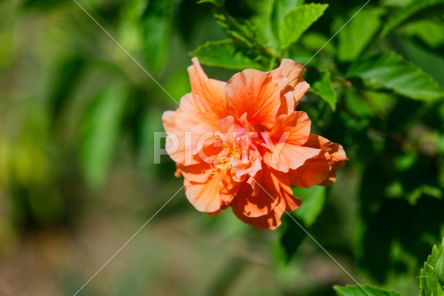 写真のタイトルが入ります