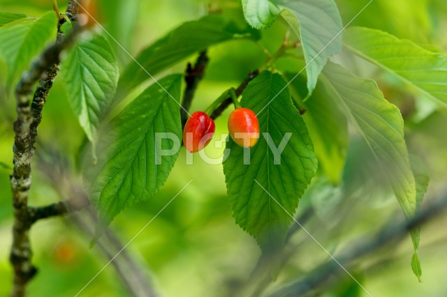 写真のタイトルが入ります