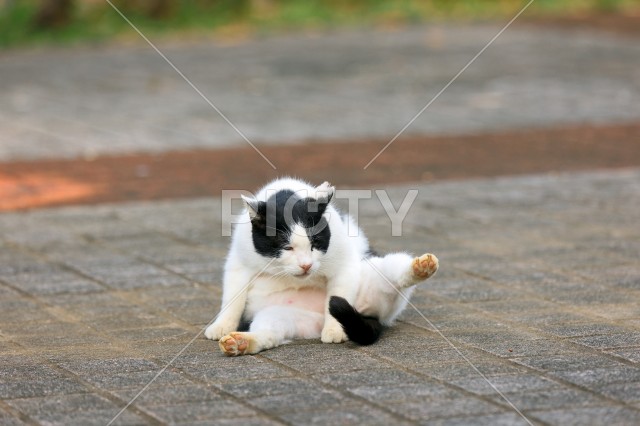 写真のタイトルが入ります