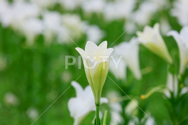 写真のタイトルが入ります