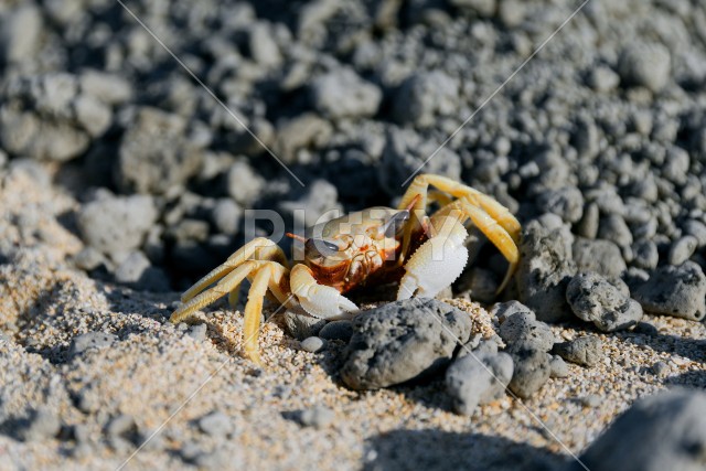 写真のタイトルが入ります