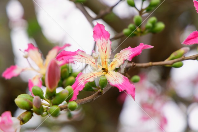 写真のタイトルが入ります