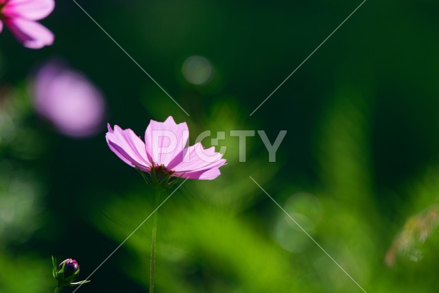 写真のタイトルが入ります