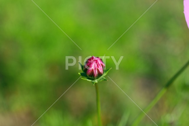 写真のタイトルが入ります