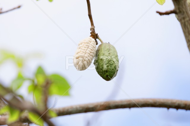 写真のタイトルが入ります