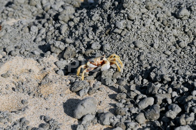 写真のタイトルが入ります