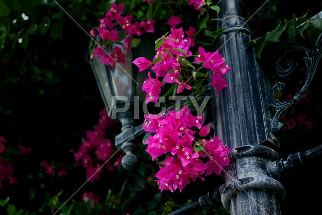 写真のタイトルが入ります