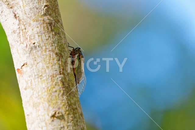 写真のタイトルが入ります
