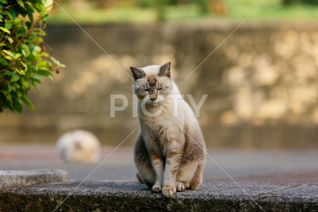 写真のタイトルが入ります