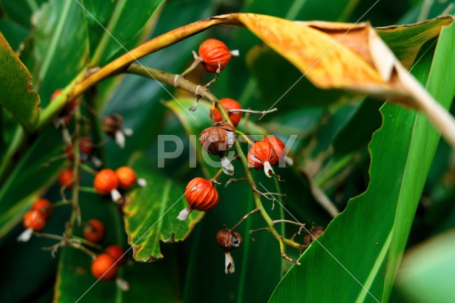 写真のタイトルが入ります