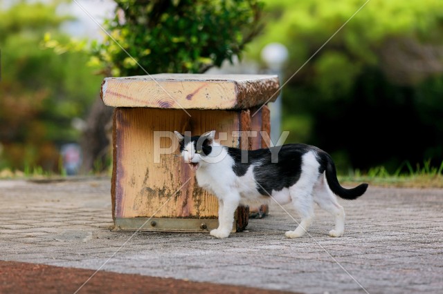 写真のタイトルが入ります