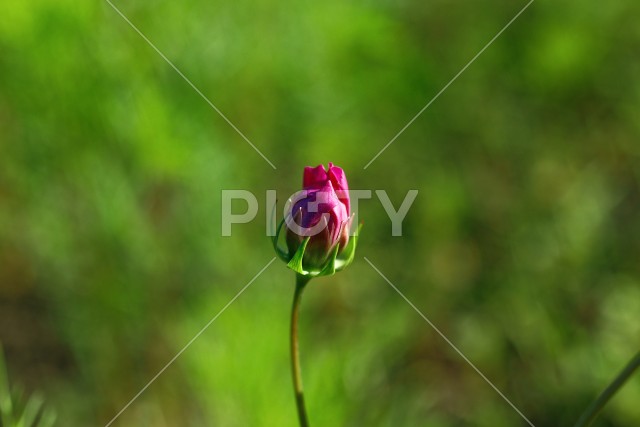 写真のタイトルが入ります