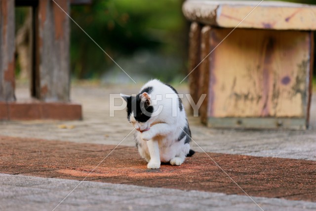 写真のタイトルが入ります