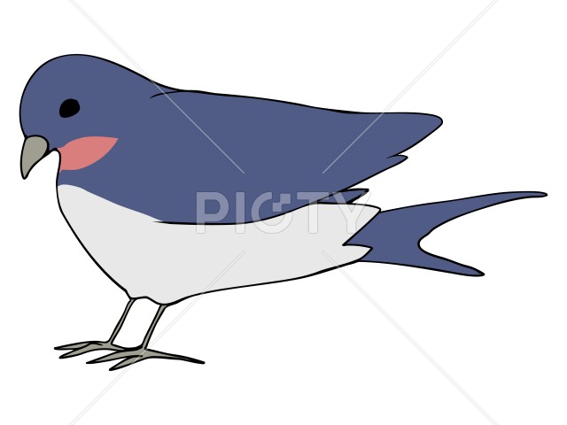 まるっこい ツバメ