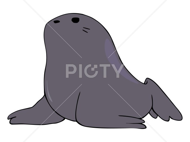 まるっこい アシカ