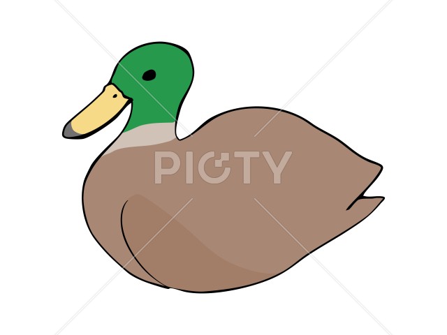 まるっこい カモ