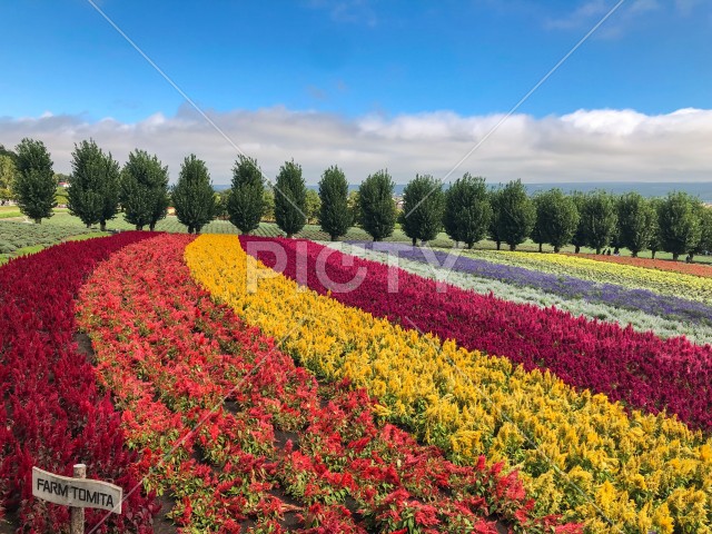 写真のタイトルが入ります