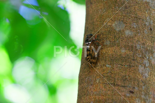 写真のタイトルが入ります