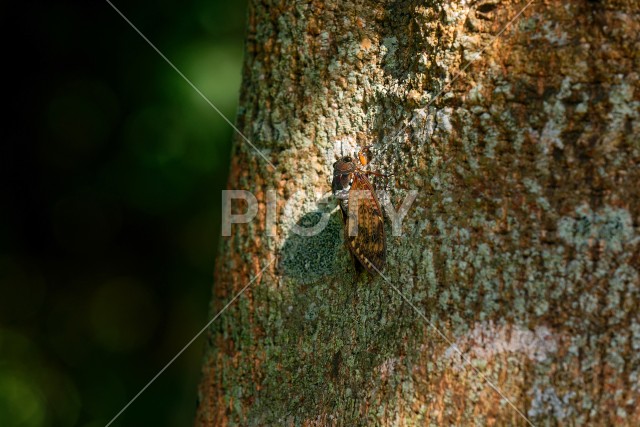 写真のタイトルが入ります