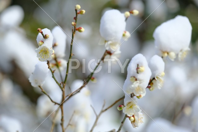 こんもり雪が積もる早咲きの白梅