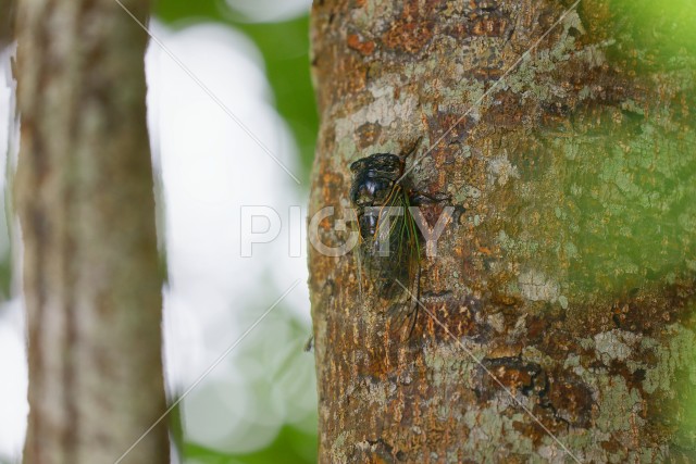 写真のタイトルが入ります