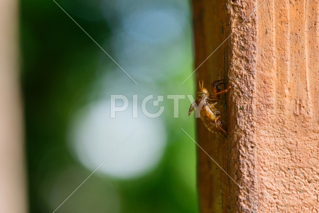 写真のタイトルが入ります