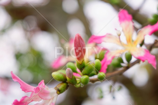 トックリキワタ（蕾）