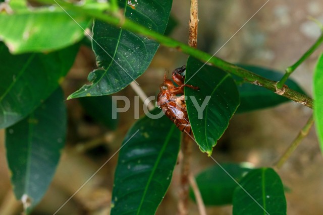 写真のタイトルが入ります