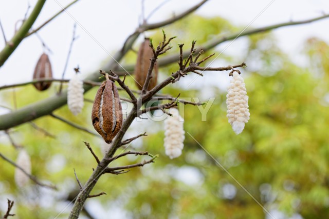 写真のタイトルが入ります