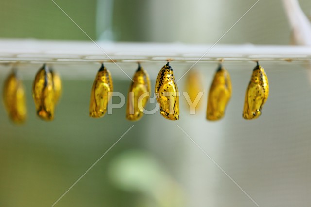 写真のタイトルが入ります