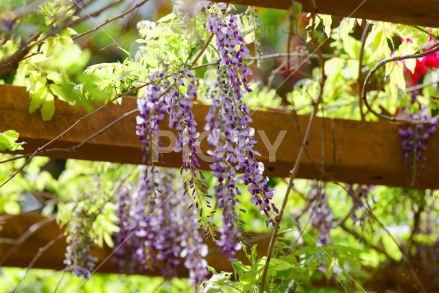 写真のタイトルが入ります