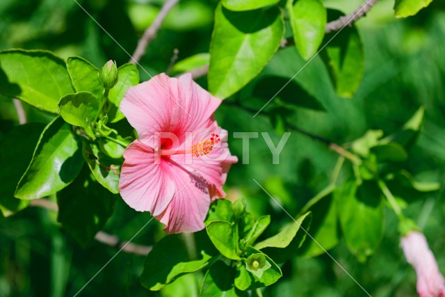 写真のタイトルが入ります