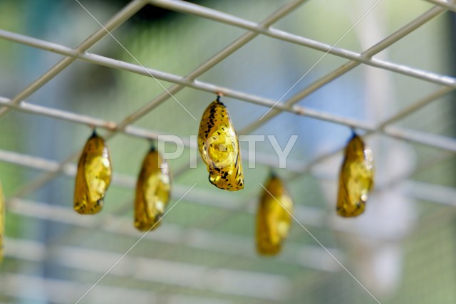 オオゴマダラ（サナギ）