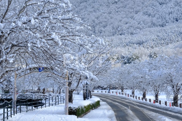 雪晴れの水鳥の道サイクリングロード