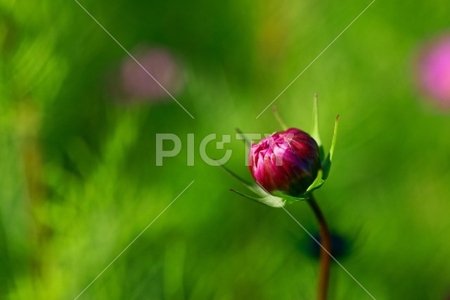 写真のタイトルが入ります