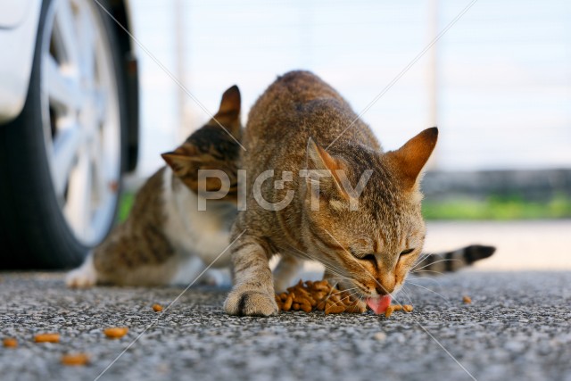 野良猫
