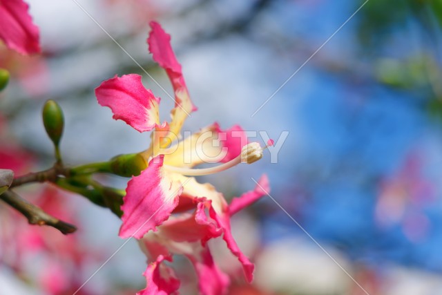 写真のタイトルが入ります